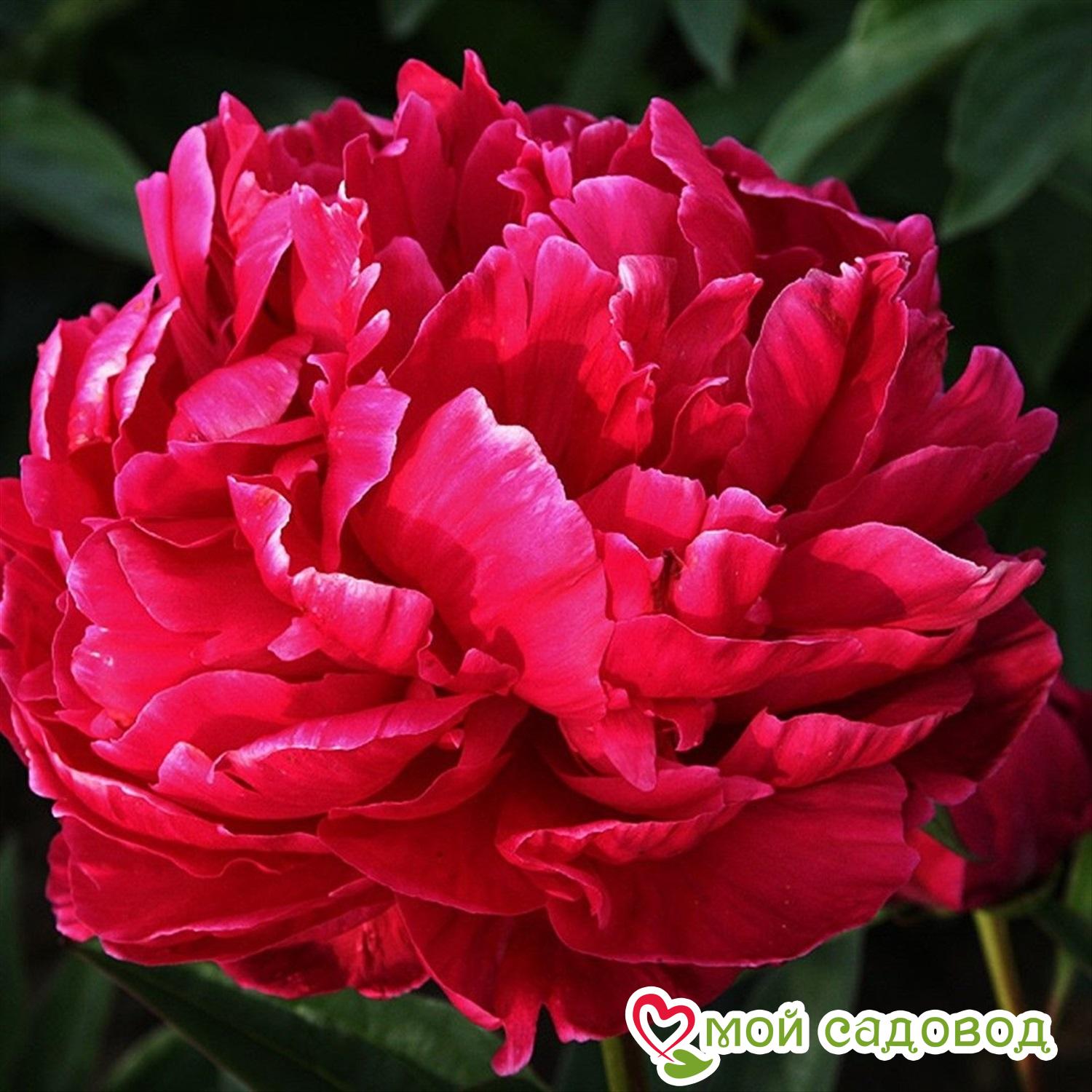 Пион Карл Розенфельд