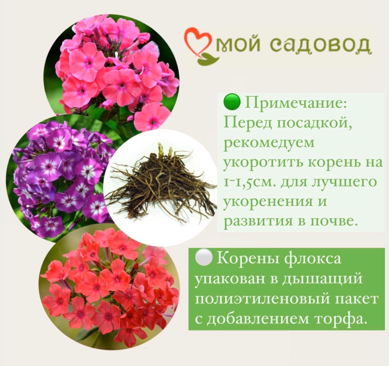 ФЛОКС МЕТЕЛЬЧАТЫЙ ВИКТОРИЯ