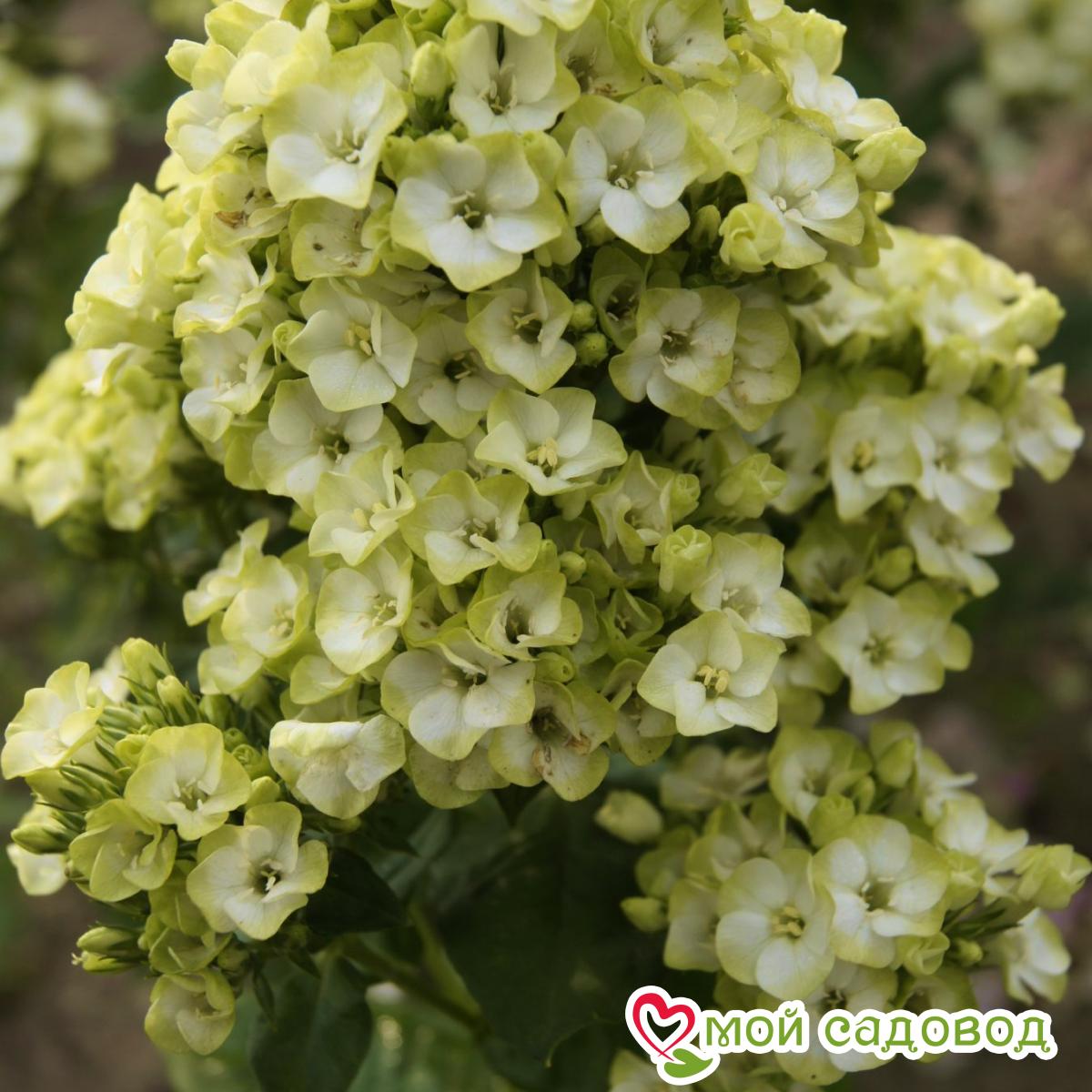 Флокс Орхид Грин