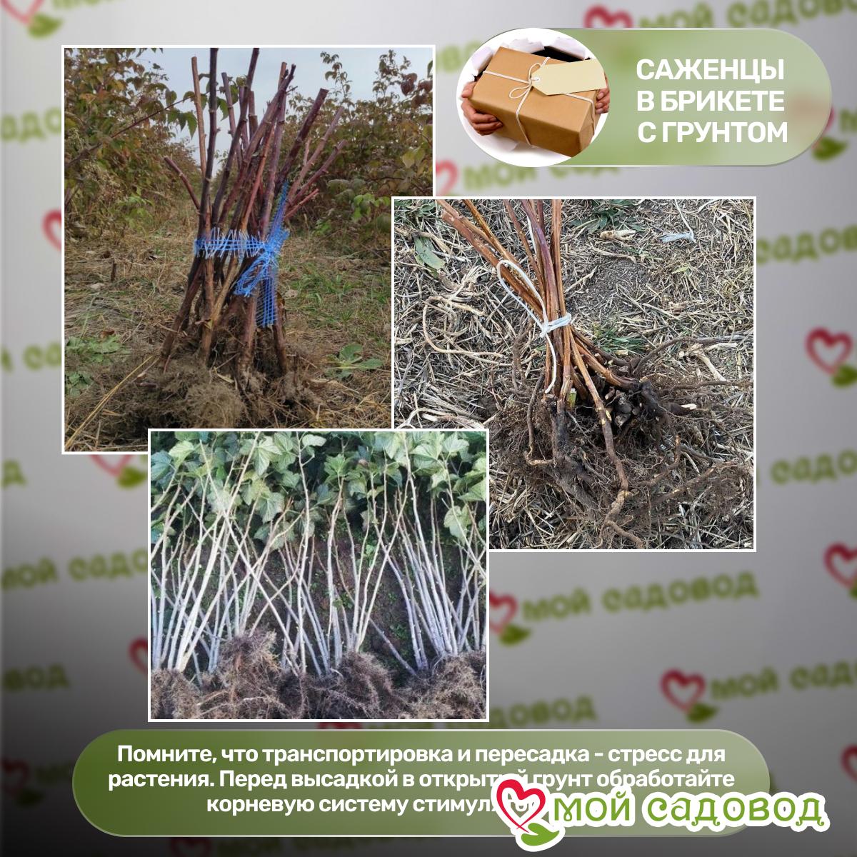 Малина Малиновая гряда