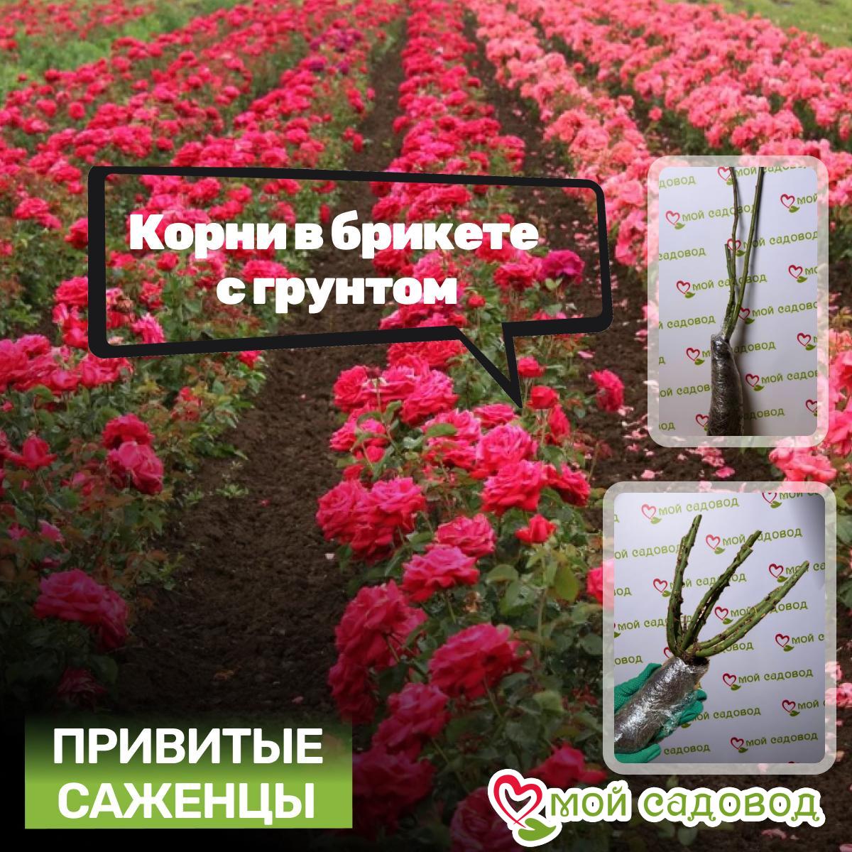 Роза плетистая Сердце Осени