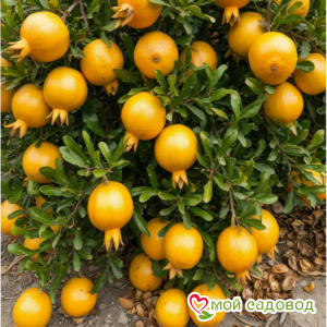 Гранат Желтый